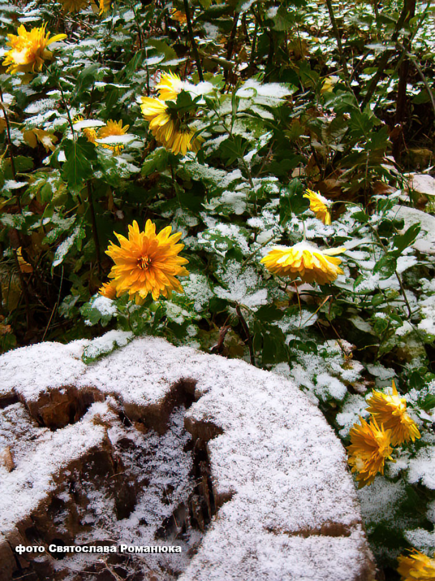 Первый снег в Камышине случится раньше «запланированного"