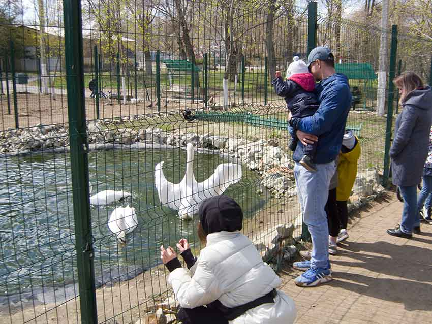 Пока в городском парке Камышина готовятся к открытию обновленные аттракционы, главным развлечением становится «шоу лебедей» (ВИДЕО)