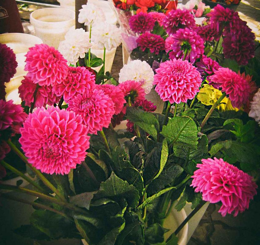 Жара под 33 градуса ожидается в Камышине в День знаний