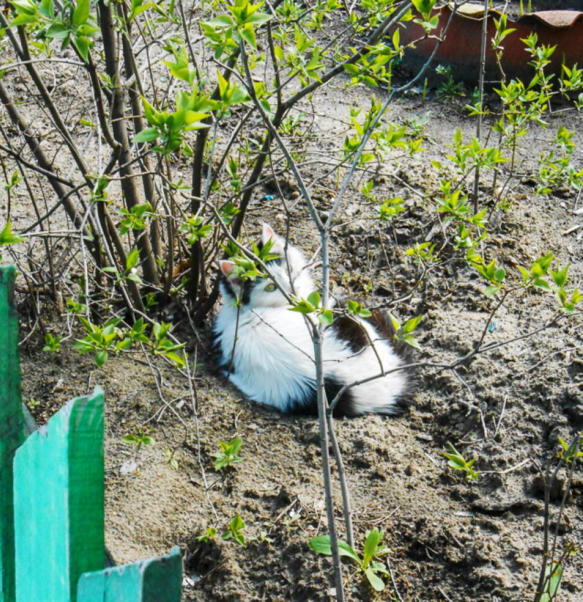 В Камышине энергетики решили «обойтись» отключением всего четырех домов завтра, 20 апреля