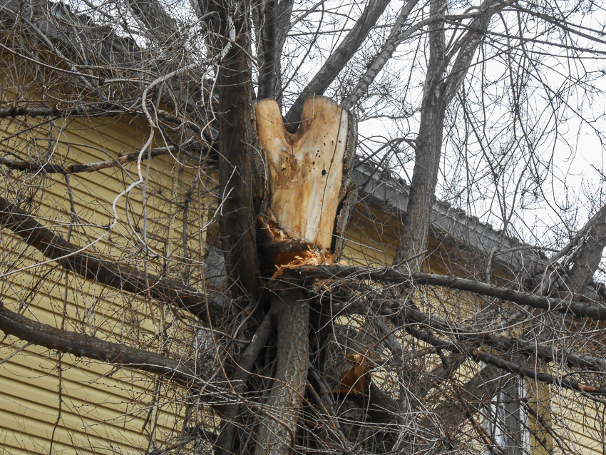 Вот делегация чиновников и депутатов  прибудет к дому ветерана с бурными поздравлениями - глядишь, и обратят внимание на «бурелом"!