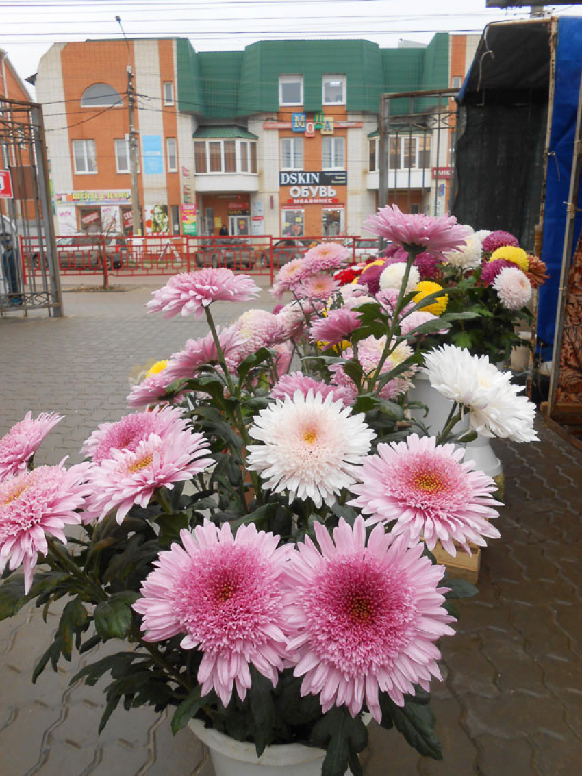 Камышинские хризантемы стали продавать по космическим ценам