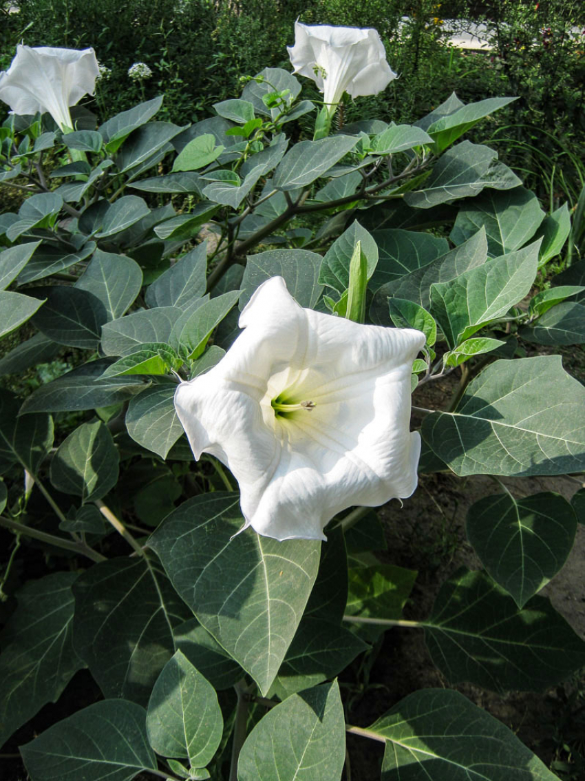 Общественники бьют тревогу: в камышинских дворах расцвел смертельно опасный дурман