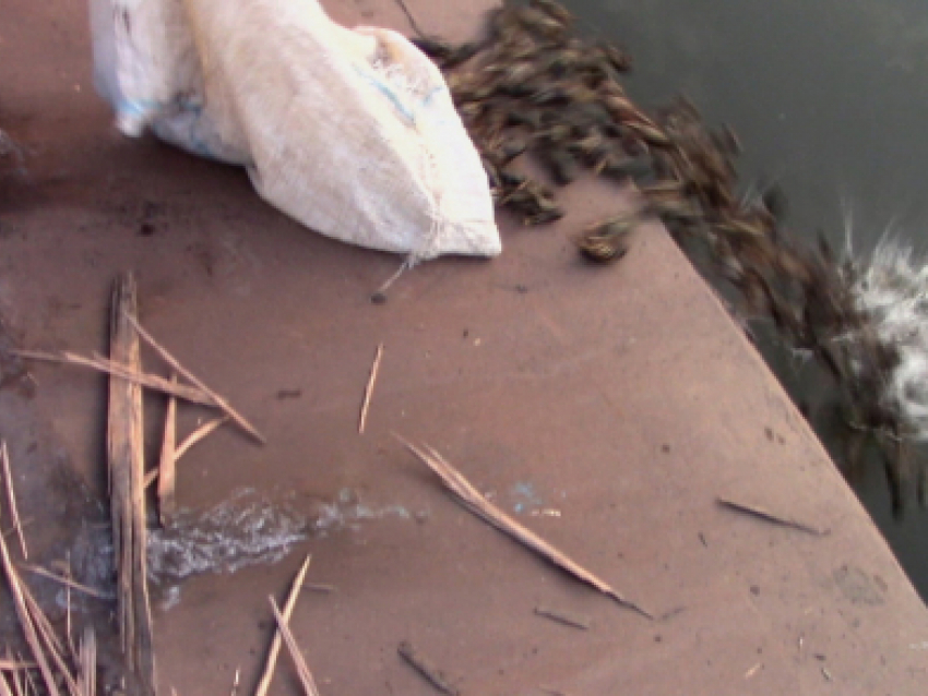 Полицейские изъяли у браконьера 19 мешков раков и выпустили их обратно в реку Еруслан
