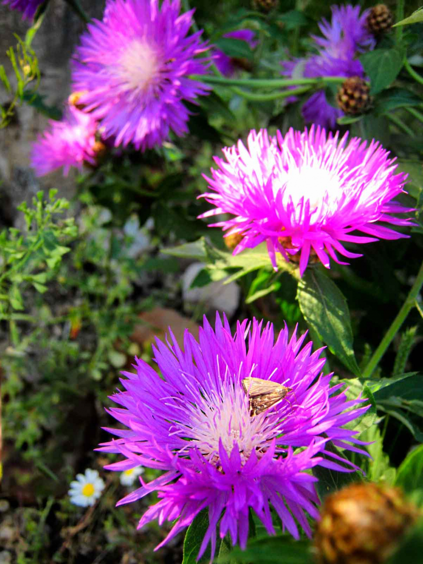 Солнечно, свежо и ветрено: погода в Камышине на 7 июня