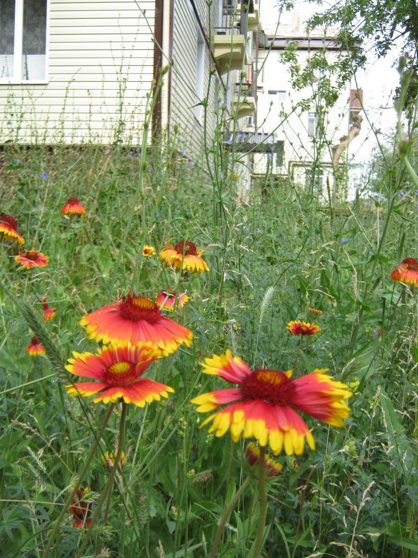 Камышинская городская прокуратура настояла на установке поручня и опиловке деревьев управляющей компанией «Эталон"