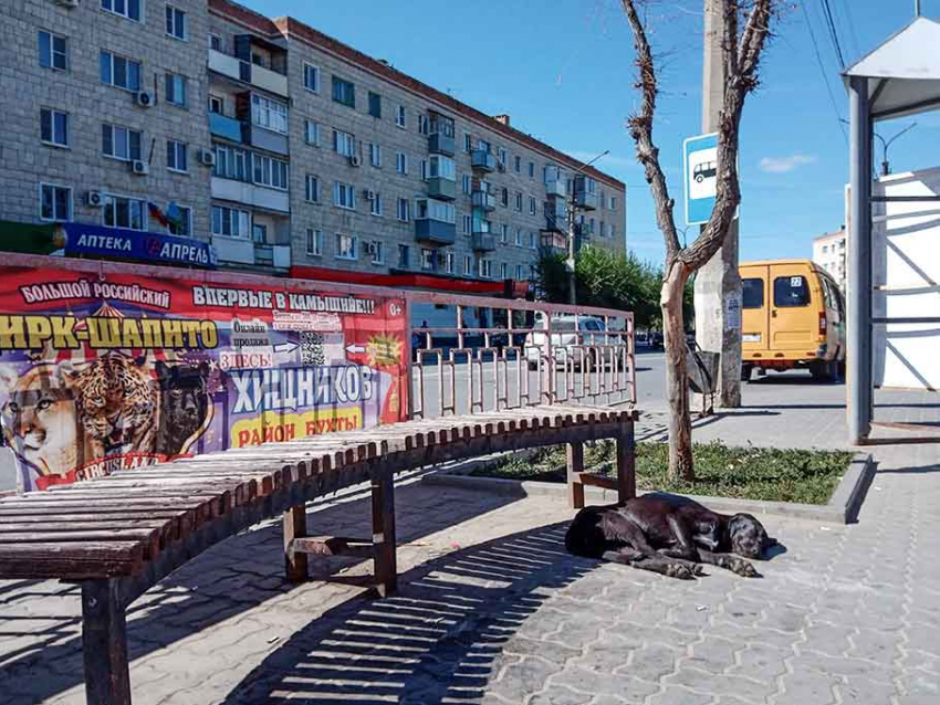 Камышане, доведенные до отчаяния бездействием властей города по отлову бродячих собак, начали травить псов самостоятельно