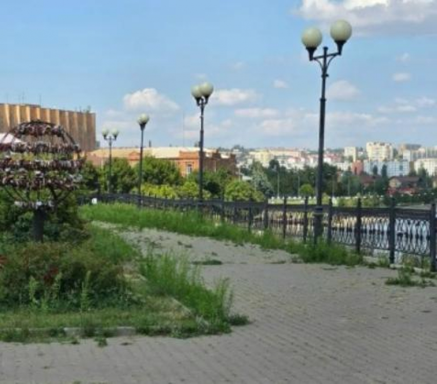 "И как же мне было стыдно за нашу набережную!» - камышане в шоке от заросшего травой города