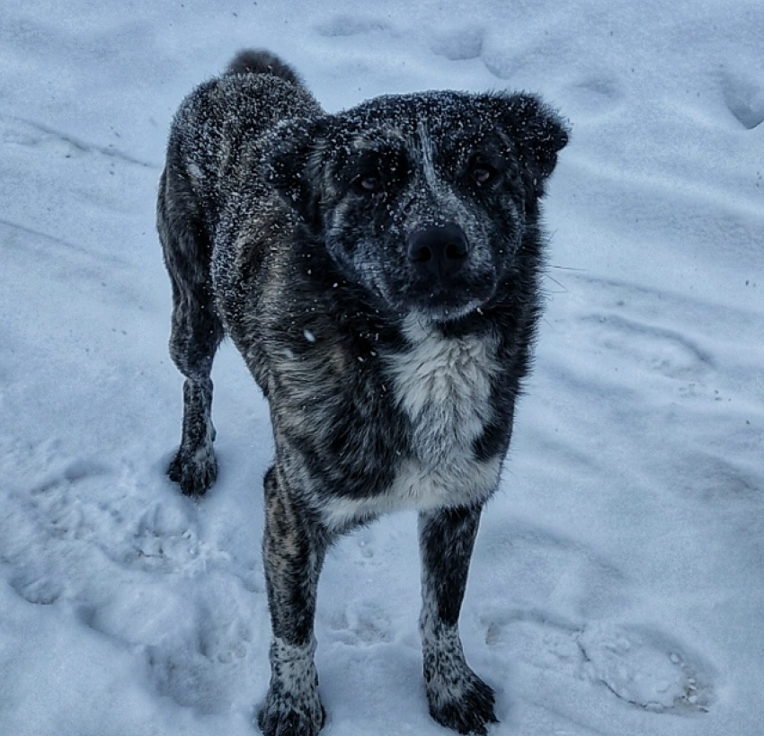 "Интеллигентный» пес, живущий на улице, разволновал сердца камышан