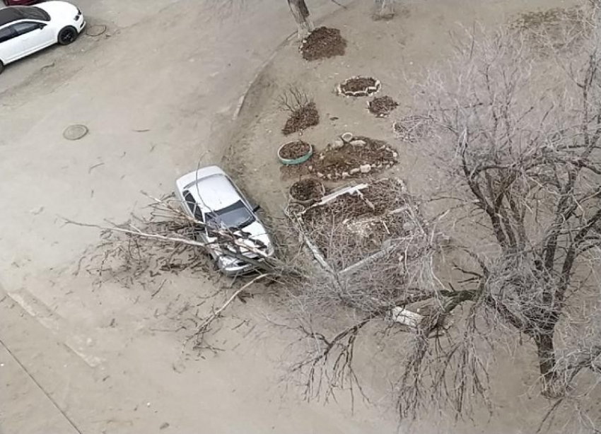 Дерево от ветра упало на «Приору» - вот тебе и новогодний «подарок"