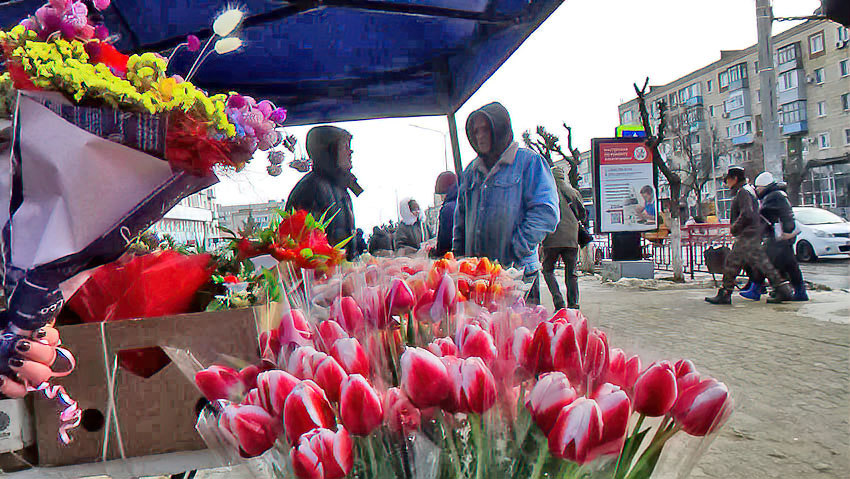 Камышинские флористы предупредили о дороговизне тюльпанов в Женский день в этом году, но...