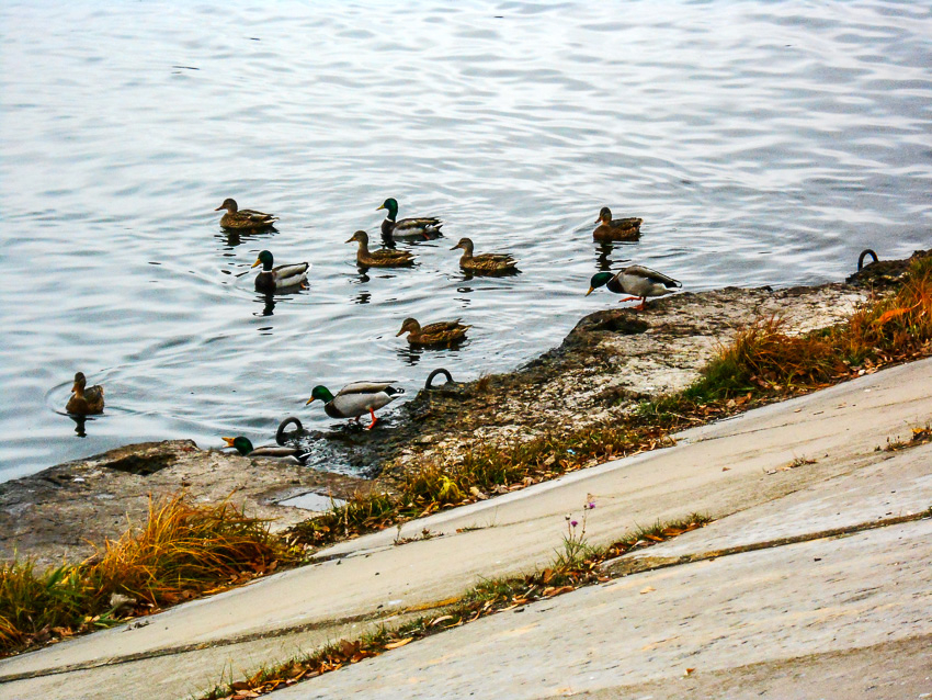 Зима на носу, а дикие утки и не думают улетать из Камышина