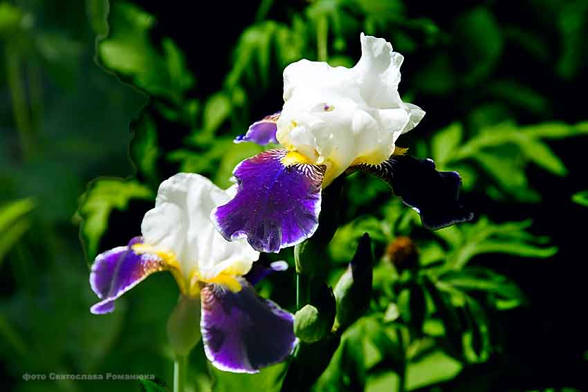 Западный ветер на несколько градусов понизит летнюю температуру в Камышине