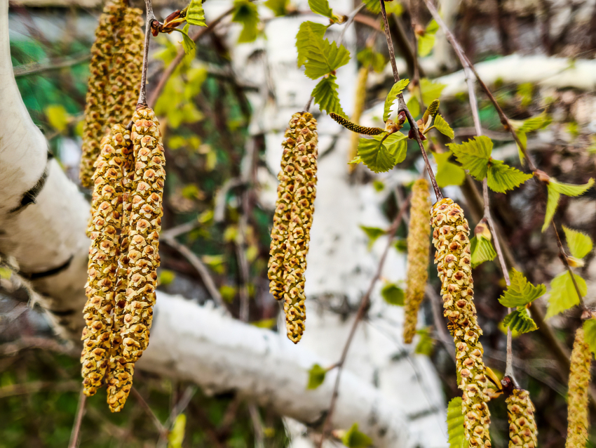 В Камышине сегодня, 14 апреля, обойдется без дождя, но гроза на подходе