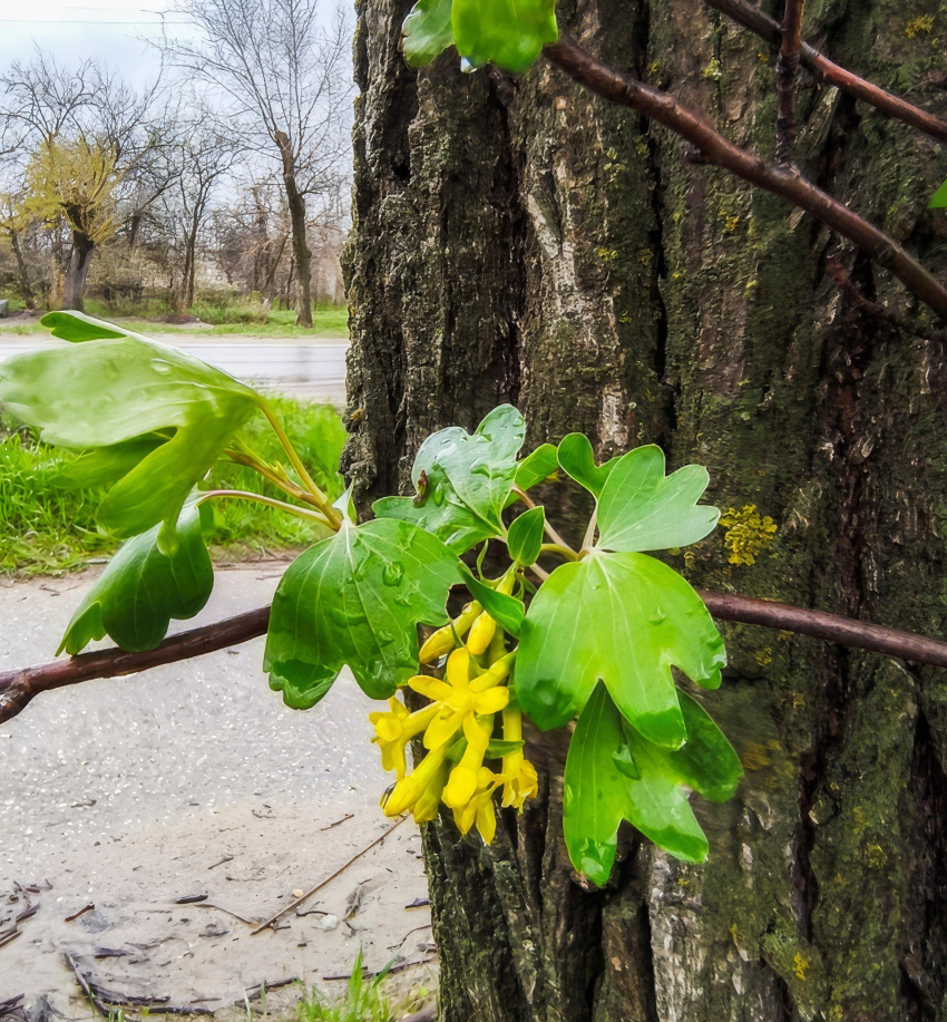 В Камышине 30 апреля началось с дождя: погодный прогноз на Первомай