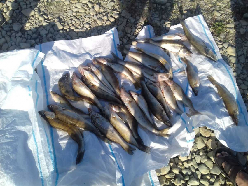 Камышинским браконьерам придется ответить за 47 килограммов запрещенного улова