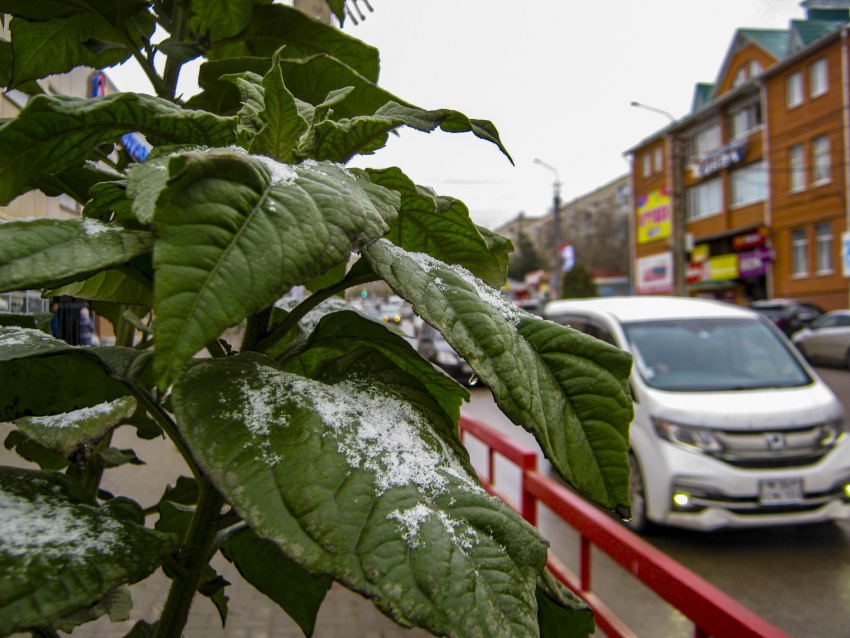 Синоптики пообещали камышанам два слабых мокрых снегопада