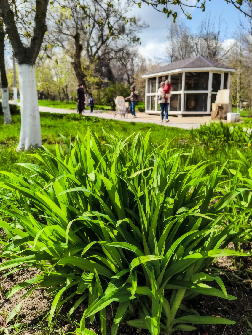 Короткая рабочая неделя началась у камышан