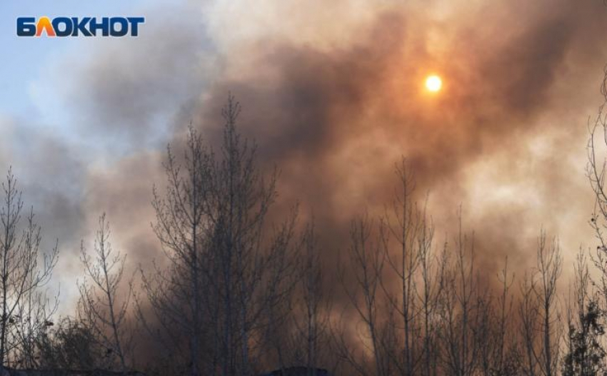 Сосновый лес на большой площади загорелся в Волгоградской области