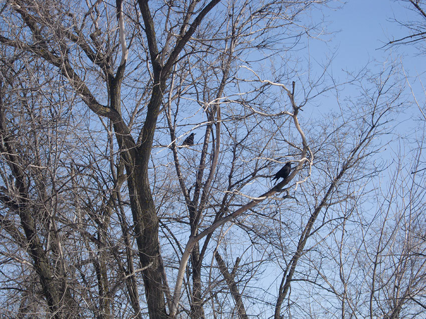 Ветер южных направлений принесет в Камышин «плюс» и мокрый снег