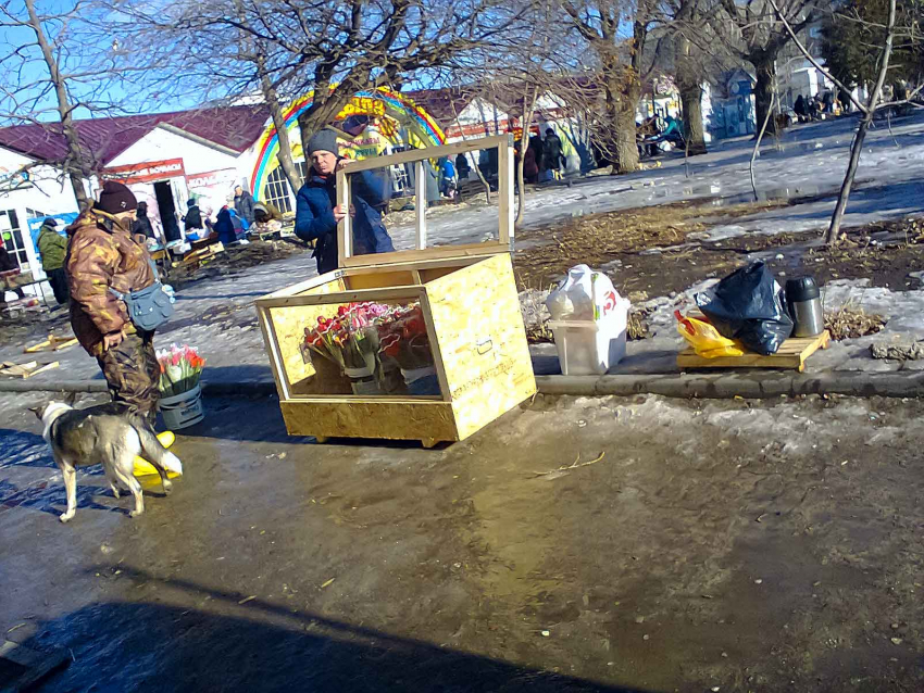 Тема бродячих собак в Волгоградской области попала в поле зрения СК