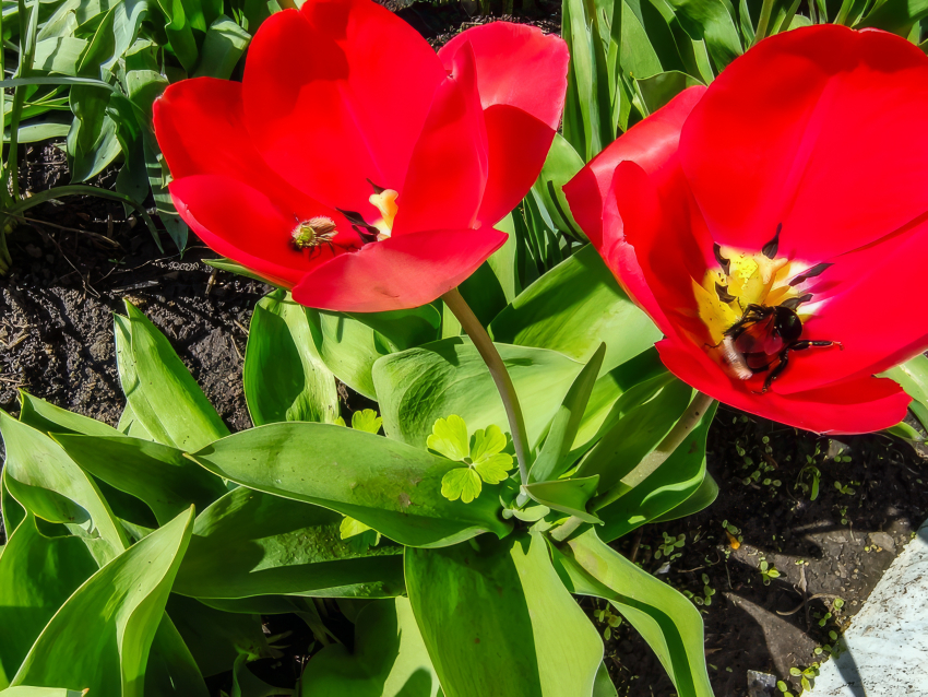 В центральном парке Камышина пересчитали тюльпаны