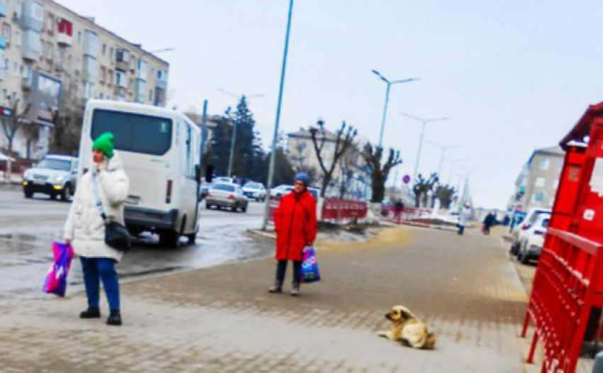 В Камышине чиновники в бюджете нашли деньги на отлов и стерилизацию... 11-ти бродячих собак?