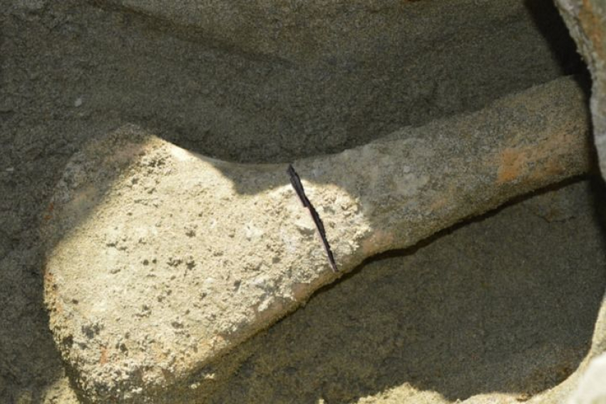 На границе Саратовской области и Камышинского района ученые обнаружили кости летающих ящеров