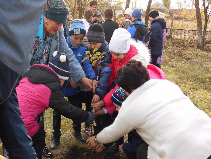 В Воднобуерачном Камышинского района заложили на территории школьного двора яблоневый сад 