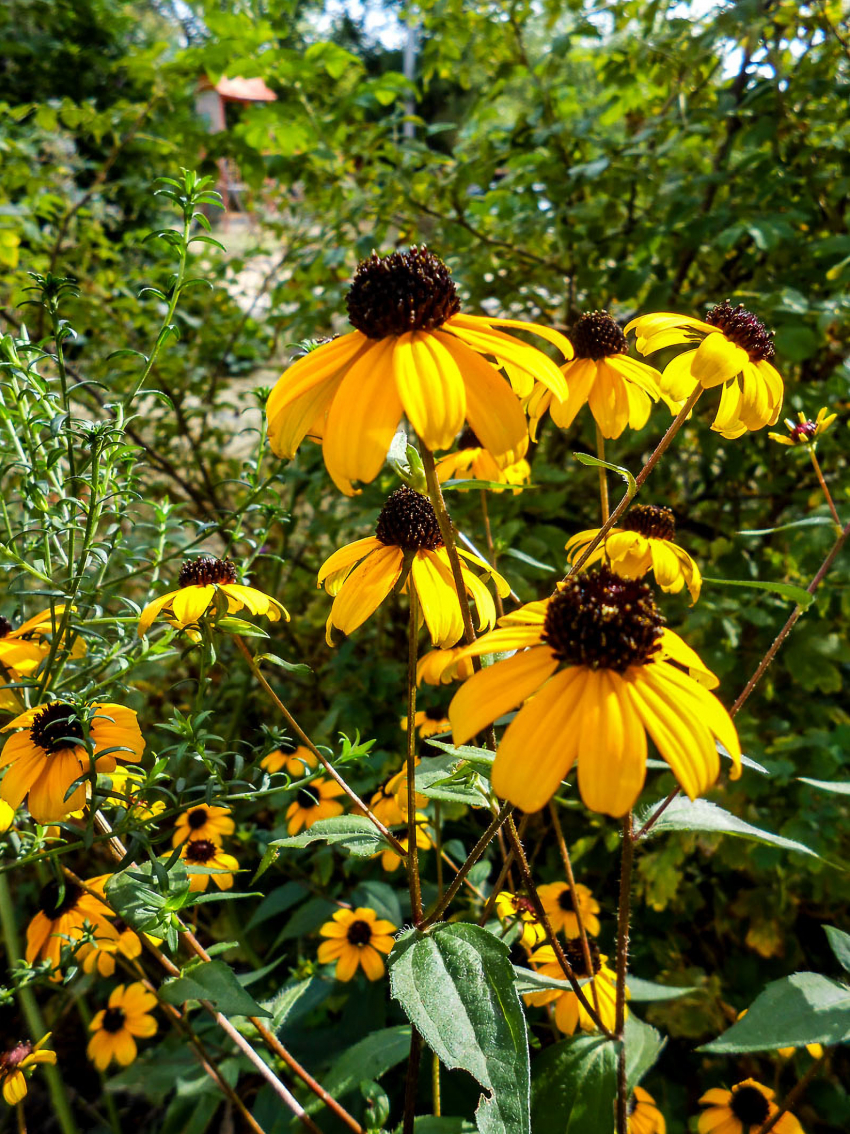 Жаркое лето передумало уходить из Камышина: погодная повестка на 17 августа