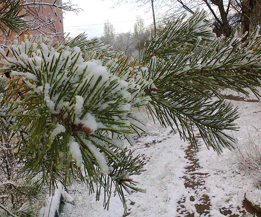 В Камышине опять похолодает до 10 градусов мороза