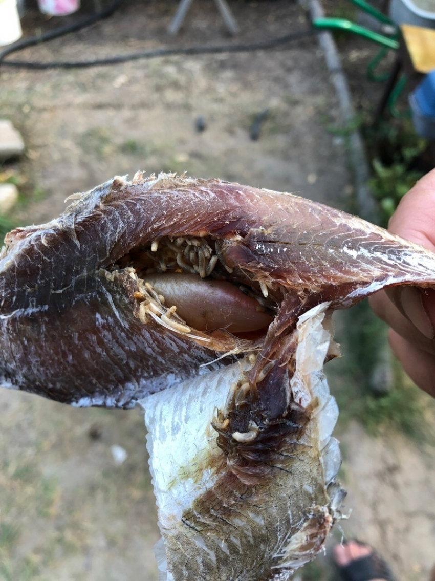 Камышане рассказали в соцсетях о вобле с червями из магазина «Камышинская рыба"