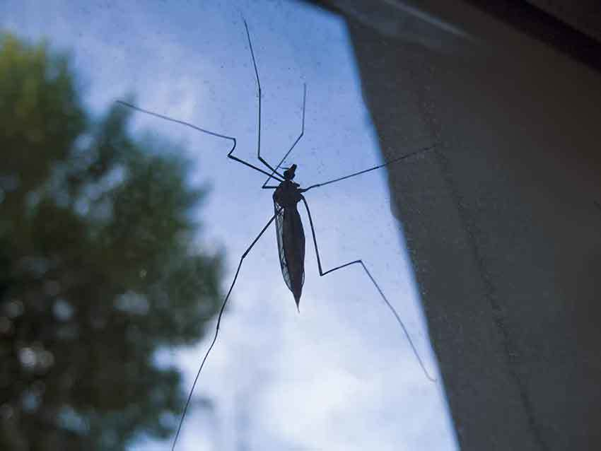 С возвращением 30-градусной жары в Камышине оживает комариное нашествие