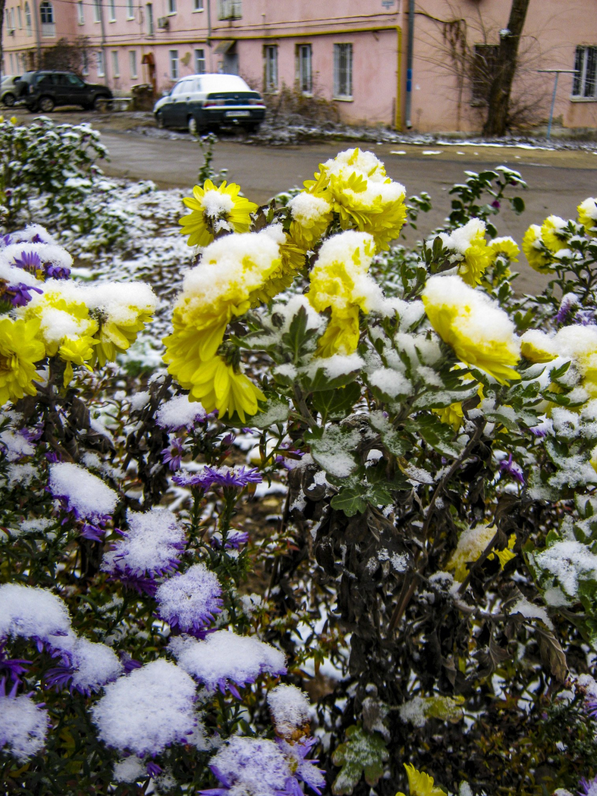 В Камышине «без предупреждения» выпал первый слабый снег