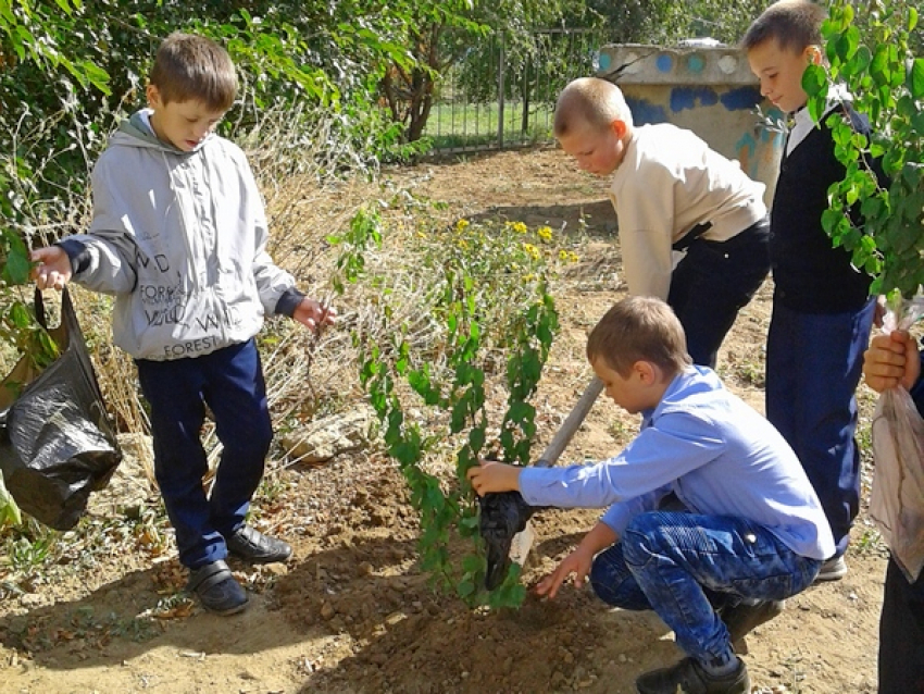 В Таловской сельской школе Камышинского района ребята посадили сад из вишен, яблонь и берез