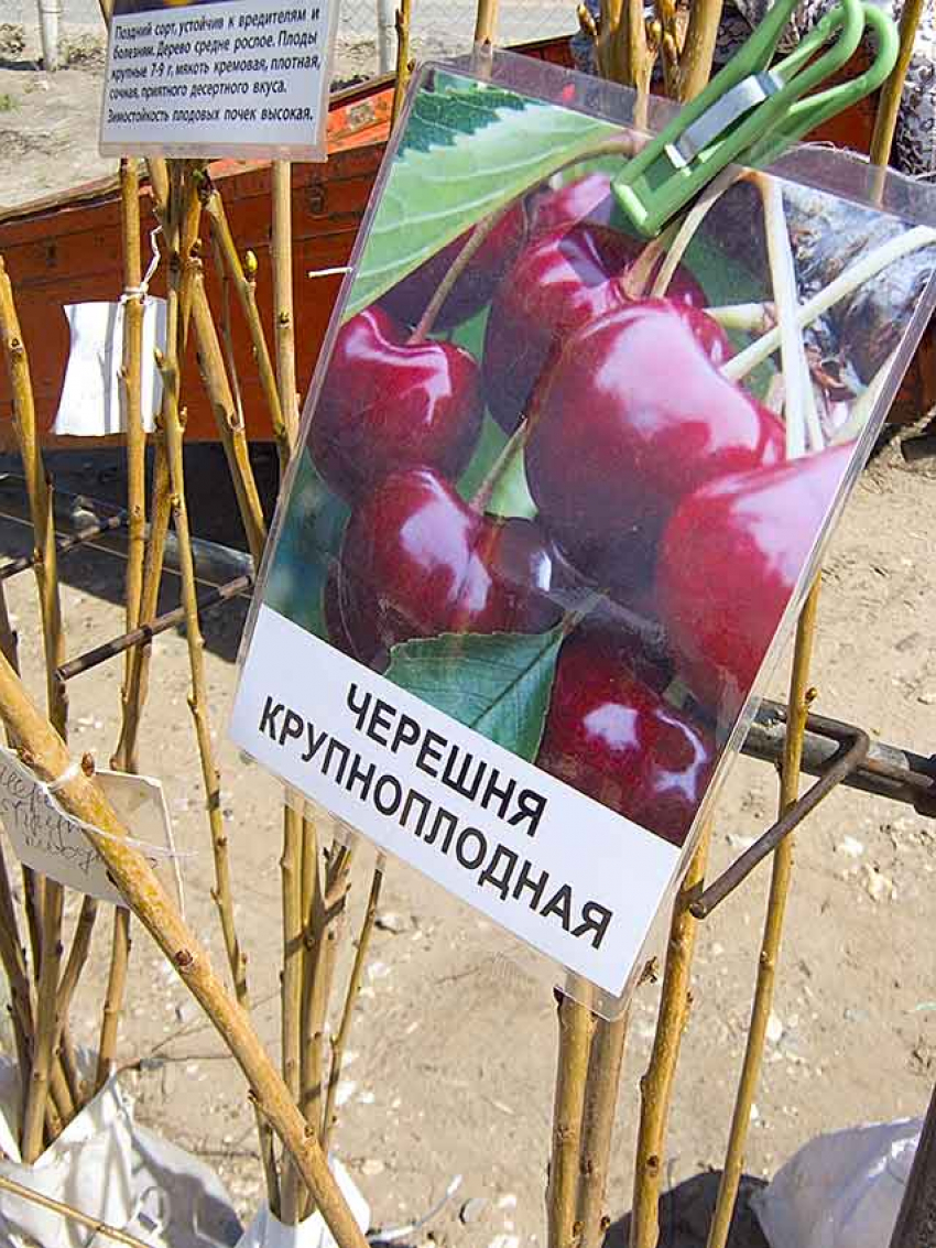 В Камышине на распродажах саженцев дачники отдают предпочтения деревцам из бывшего совхоза «Мичуринский"