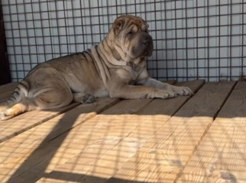 В Волгоградской области тысячи просмотров набирает сюжет о выброшенном и получившем дом шарпее, в которого влюбились читатели (ВИДЕО)