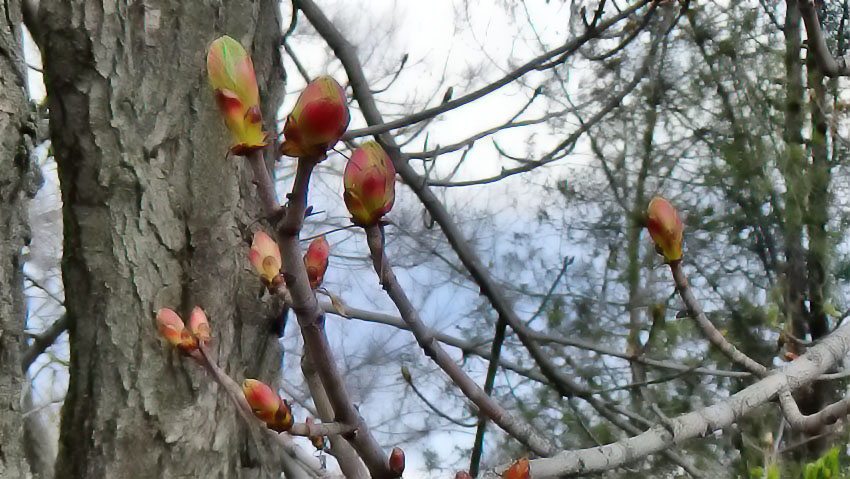 Синоптики «увидели» небольшой дождь в Камышине сегодня, 13 апреля