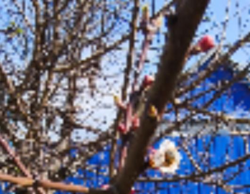 В Камышине полицейские задержали дачных воров