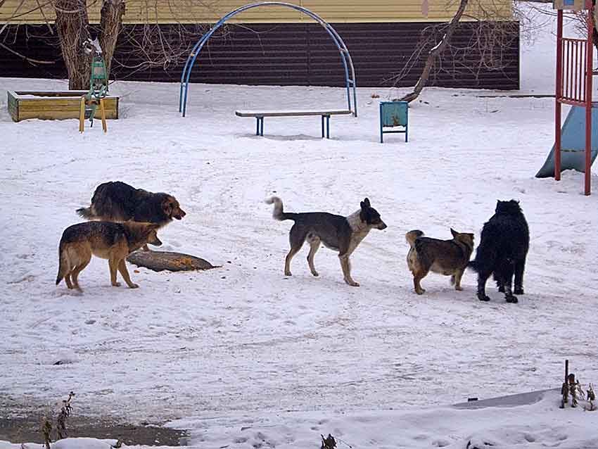 Выставка собак 14 апреля 2024. Бродячие собаки. Бродячие собаки в Волгограде. Нападение бродячих собак на людей 2021. Бездомные собаки Волгоград.