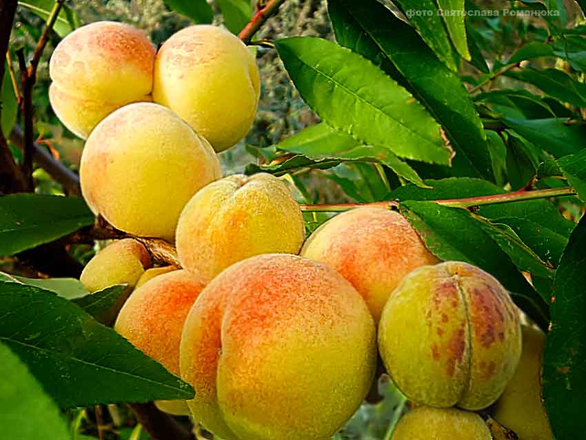 В Камышине местные абрикосы предлагают по аховой цене - 150 рублей за килограмм