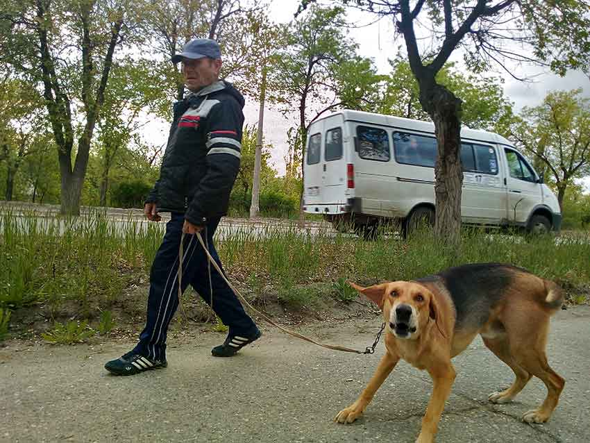 Собаки, имеющие хозяев, больше не могут гулять в Камышине сами по себе
