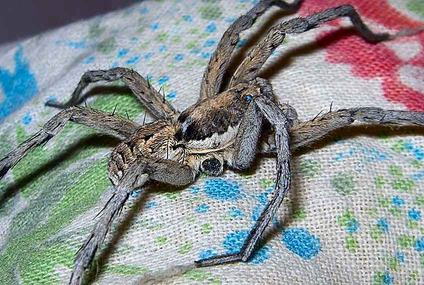 Камышанин прислал в редакцию кадры «фотосессии» с огромным пауком