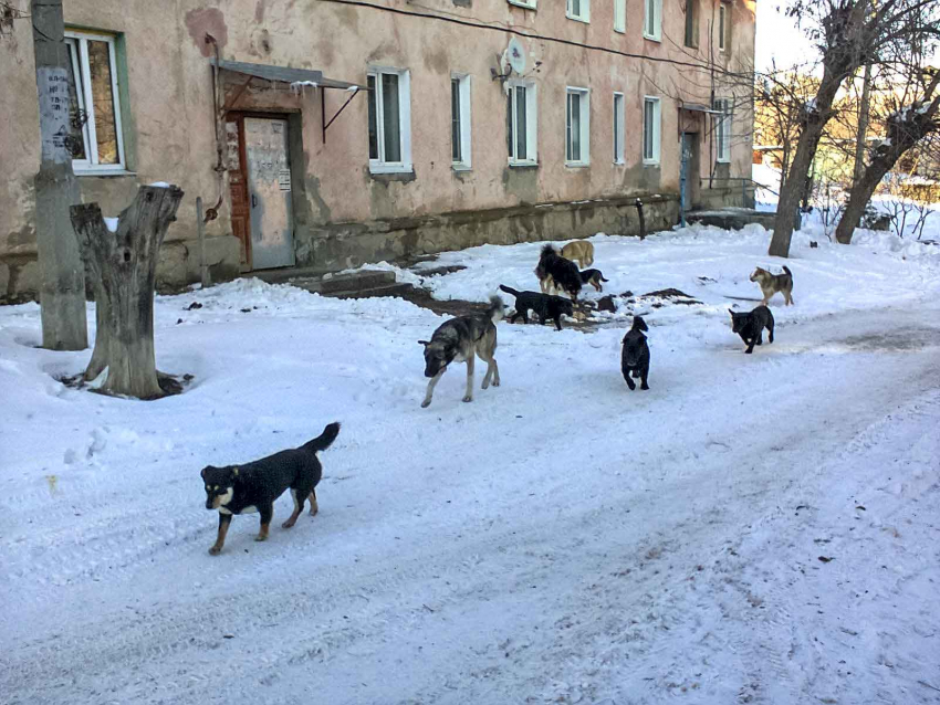 Депутаты хотят спросить волгоградского губернатора о бродячих собаках