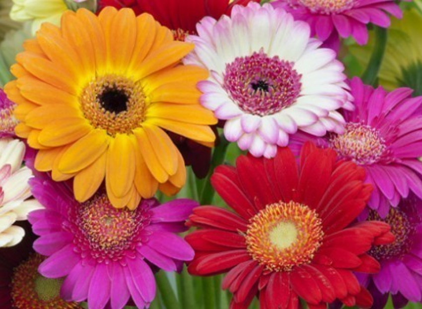 У администрации Камышина не получится поддержать отечественного производителя при закупке цветов