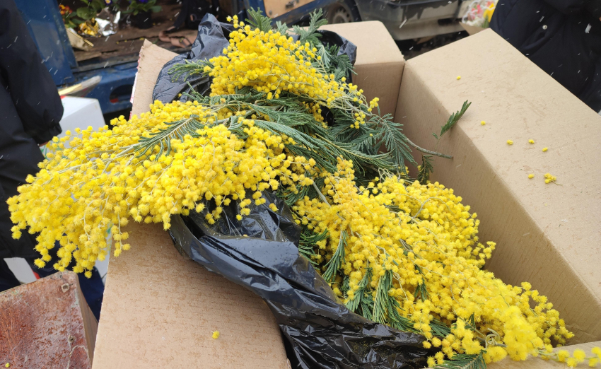 В Камышин к Женскому дню вернулись морозы