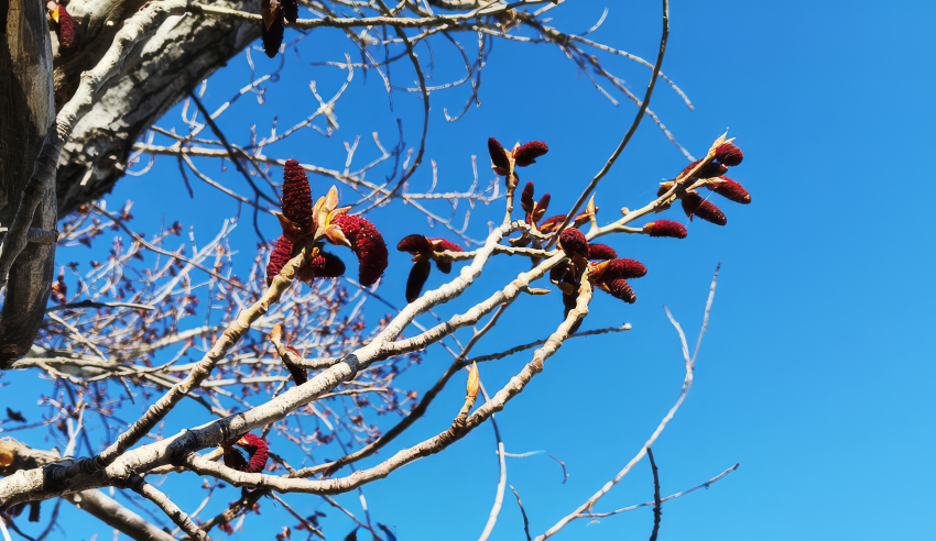 Заморозки до -3-х объявили в Волгоградской области  из-за Норвежского циклона