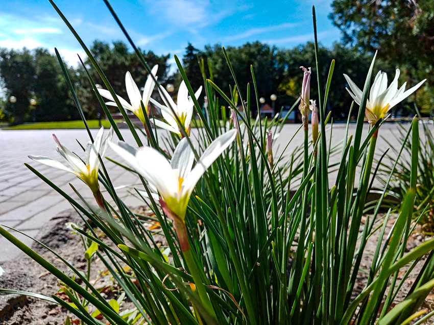 В Камышине в парке Комсомольцев-добровольцев накануне Дня города расцвели весенние безвременники