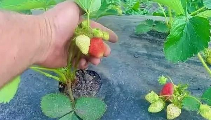 Камышане показали в соцсетях, какой спелости достигла местная клубника