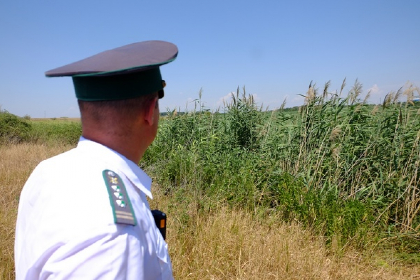 В Камышинском районе собственник земельного участка вместо сельхозкультур «вырастил» травяной сбор, но...